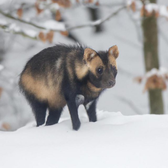 jak zamontować okap podszafkowy