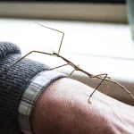 Jak urządzić terrarium dla patyczaka