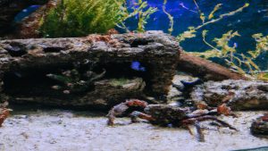 Podwodny świat w domu: jak urządzić akwarium dla kraba?