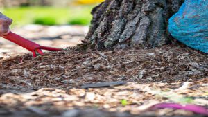 Prace ogrodowe: jak okorować drzewo - krok po kroku