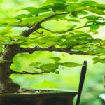 Zielone hobby: jak dbać o drzewko bonsai - podstawy pielęgnacji