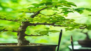 Zielone hobby: jak dbać o drzewko bonsai - podstawy pielęgnacji